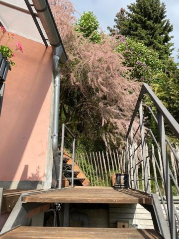 Alte Schlosserei Leistadt Apartment Bad Duerkheim